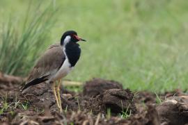 Czajka indyjska - Red-wattled Lapwing