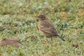 Świergotek polny - Tawny Pipit