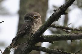 Pójdźka bramińska - Spotted Owlet