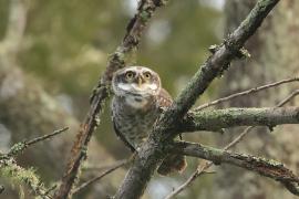 Pójdźka bramińska - Spotted Owlet