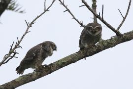 Pójdźka bramińska - Spotted Owlet