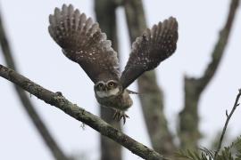 Pójdźka bramińska - Spotted Owlet