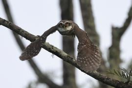 Pójdźka bramińska - Spotted Owlet