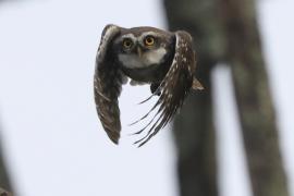 Pójdźka bramińska - Spotted Owlet