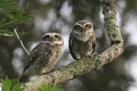 Pójdźka bramińska - Spotted Owlet