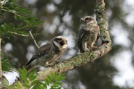 Pójdźka bramińska - Spotted Owlet