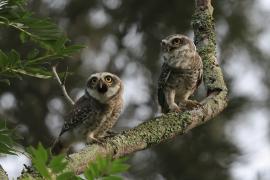 Pójdźka bramińska - Spotted Owlet