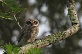 Pójdźka bramińska - Spotted Owlet