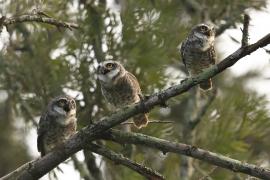 Pójdźka bramińska - Spotted Owlet