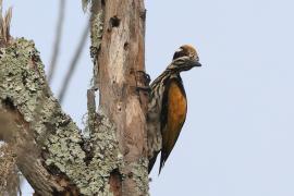 Sułtan białogrzbiety - Chrysocolaptes festivus - White-naped Woodpecker