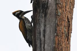 Sułtan białogrzbiety - Chrysocolaptes festivus - White-naped Woodpecker