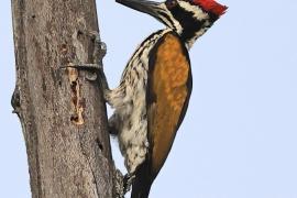 Sułtan białogrzbiety - Chrysocolaptes festivus - White-naped Woodpecker