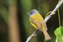 Komarówka szarogłowa - Grey-headed Canary-flycatche