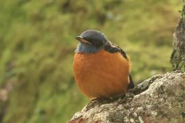 Nagórnik białoskrzydły - Blue-capped Rock-Thrush