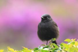 Kląskawka czarna - Pied Bush Chat