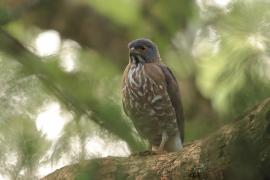 Krogulec czubaty - Crested Goshawk