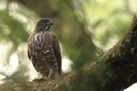 Krogulec czubaty - Crested Goshawk