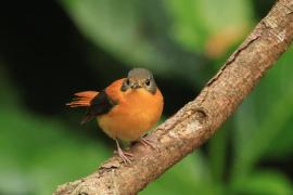 Muchołówka czarnogłowa - Black-and-rufous Flycatcher