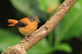 Muchołówka czarnogłowa - Black-and-rufous Flycatcher