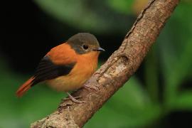 Muchołówka czarnogłowa - Black-and-rufous Flycatcher