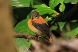 Muchołówka czarnogłowa - Black-and-rufous Flycatcher