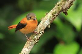 Muchołówka czarnogłowa - Black-and-rufous Flycatcher
