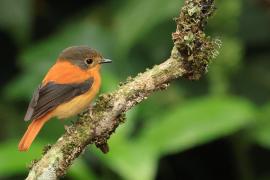 Muchołówka czarnogłowa - Black-and-rufous Flycatcher