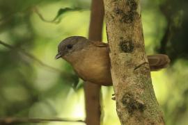 Sikornik duży - Brown-cheeked Fulvetta 