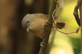 Sikornik duży - Brown-cheeked Fulvetta 