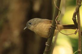 Sikornik duży - Brown-cheeked Fulvetta 