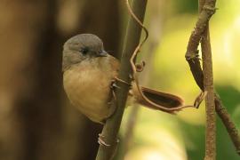 Sikornik duży - Brown-cheeked Fulvetta 