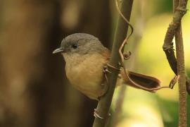 Sikornik duży - Brown-cheeked Fulvetta 