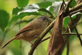 Sikornik duży - Brown-cheeked Fulvetta 