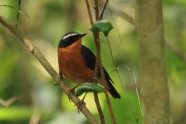 Słowik himalajski- Indian Blue Robin
