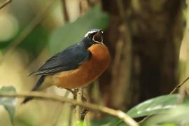 Słowik himalajski- Indian Blue Robin