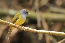Komarówka szarogłowa - Grey-headed Canary-flycatche