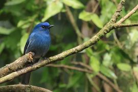 Modrówka turkusowa - Nilgiri Flycatcher