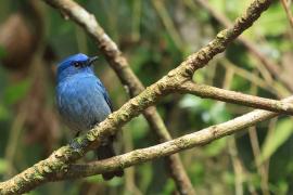 Modrówka turkusowa - Nilgiri Flycatcher