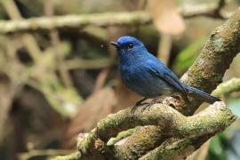 Modrówka turkusowa - Nilgiri Flycatcher