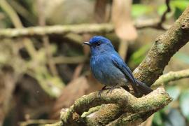 Modrówka turkusowa - Nilgiri Flycatcher