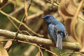 Modrówka turkusowa - Nilgiri Flycatcher