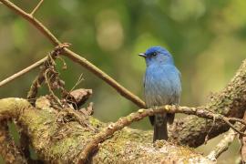 Modrówka turkusowa - Nilgiri Flycatcher