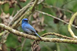 Modrówka turkusowa - Nilgiri Flycatcher