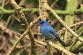 Modrówka turkusowa - Nilgiri Flycatcher