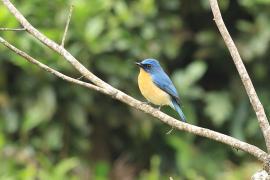 Dżunglówka trójbarwna - Tickell's Blue-Flycatcher