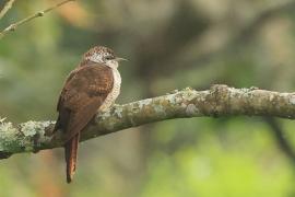 Kukułka jarzębata - Banded Bay Cuckoo