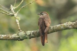 Kukułka jarzębata - Banded Bay Cuckoo