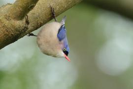 Kowalik krasnodzioby - Velvet-fronted Nuthatch