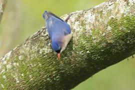 Kowalik krasnodzioby - Velvet-fronted Nuthatch