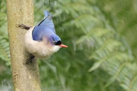 Kowalik krasnodzioby - Velvet-fronted Nuthatch